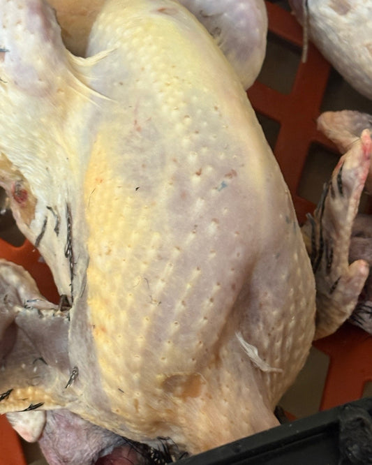 Free Range Guinea Fowl